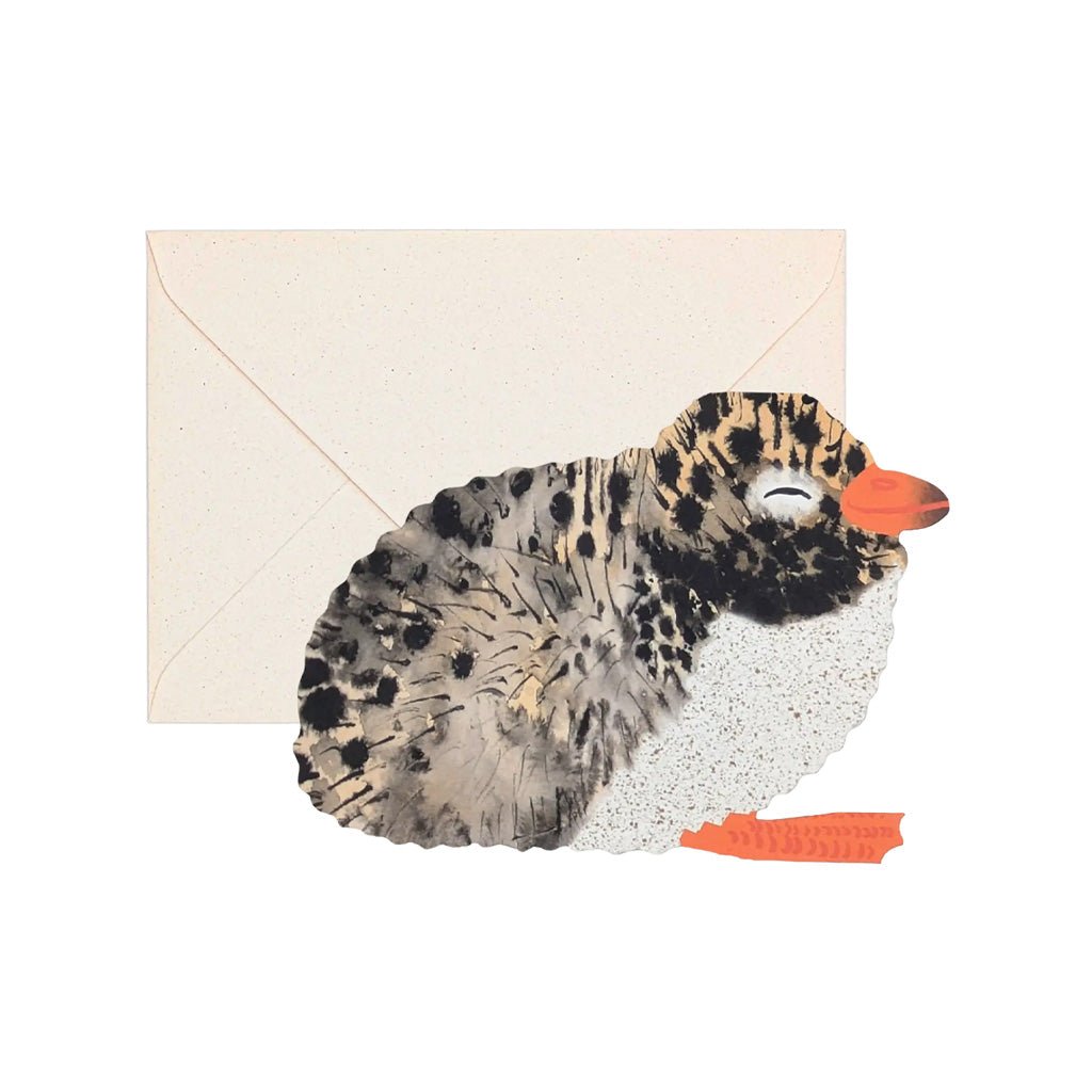 Arctic Tern Chick Card