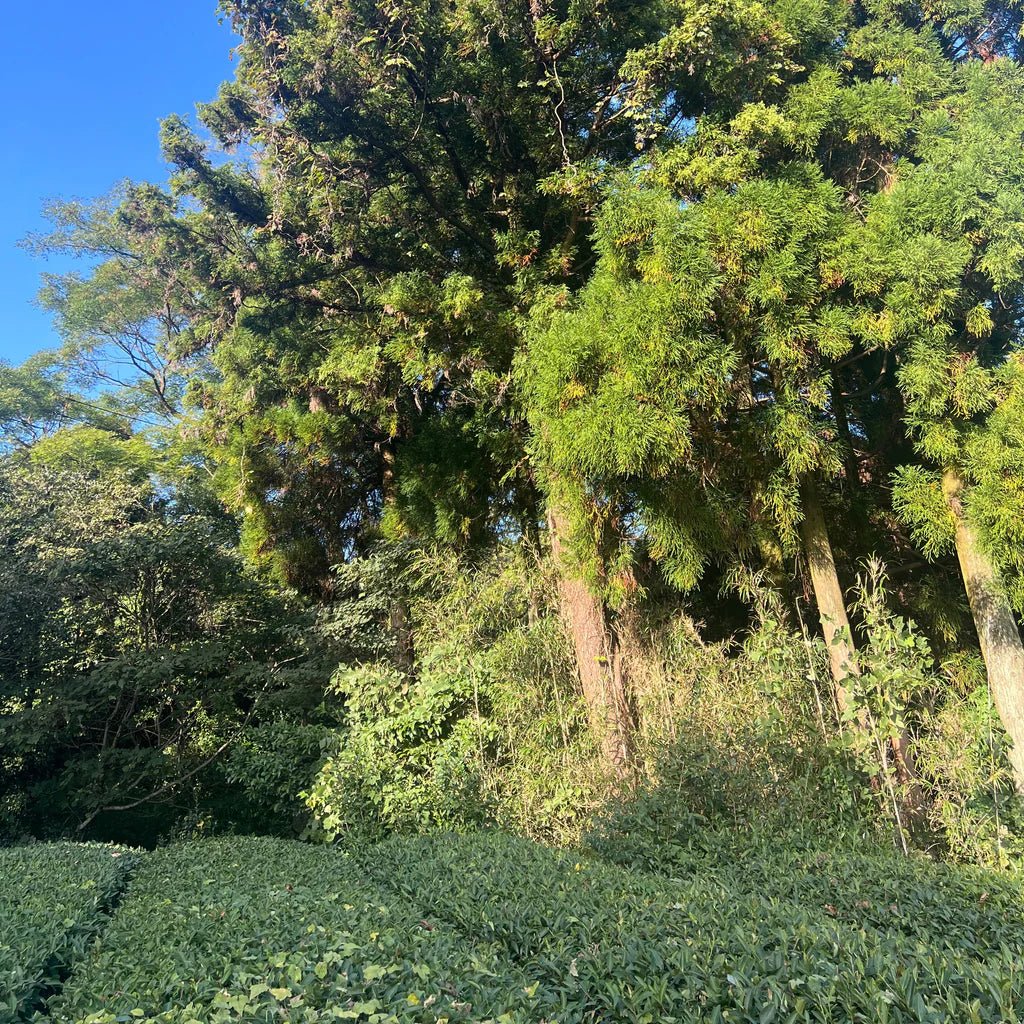 Kumaen Black Tea