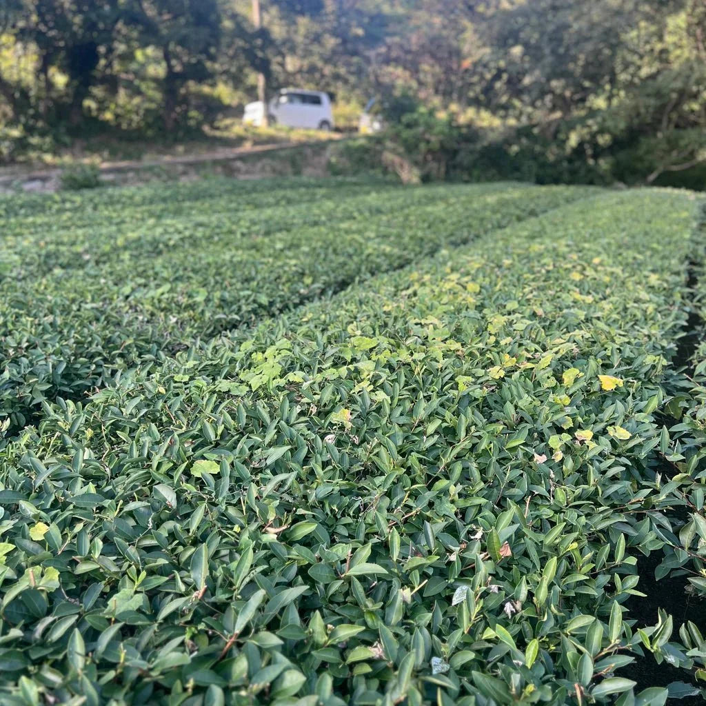 Kumaen Black Tea