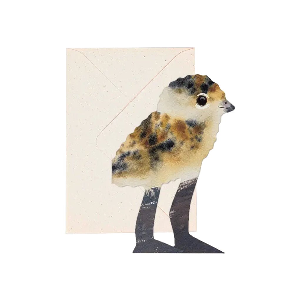 Lapwing Chick Card