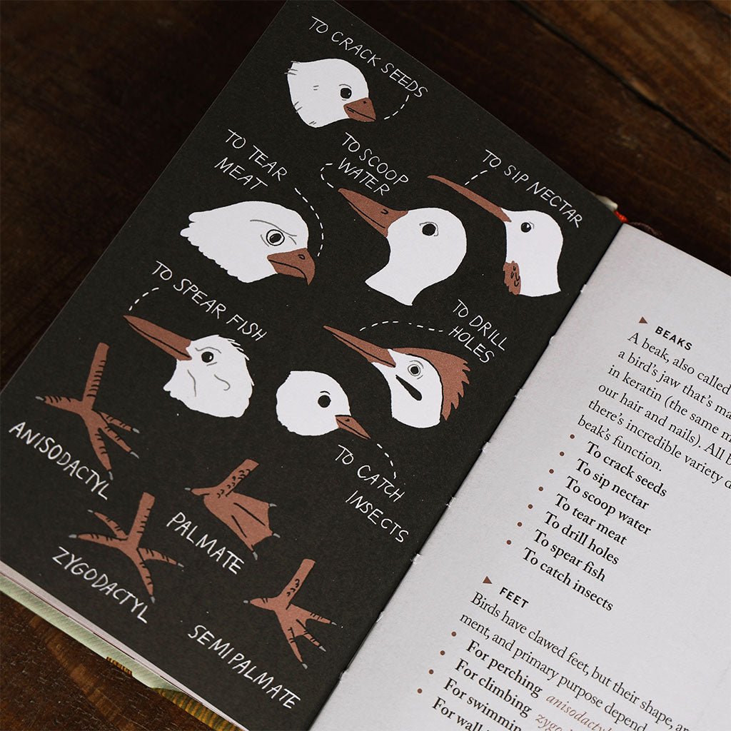 Pocket Nature: Birdwatching